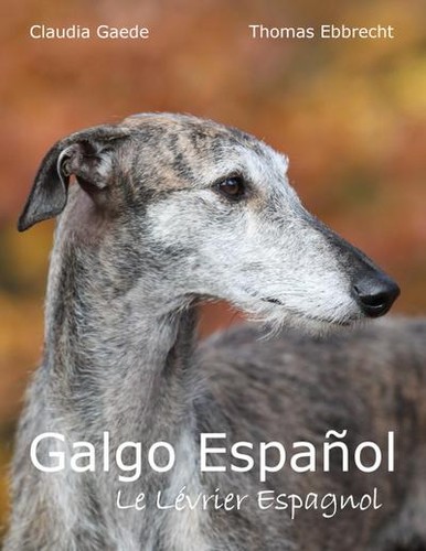 Galgo español lévrier - español:, le