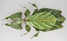 BM752. Unmounted insect: Leaf