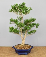 Bonsai Indoor, Chinesischer