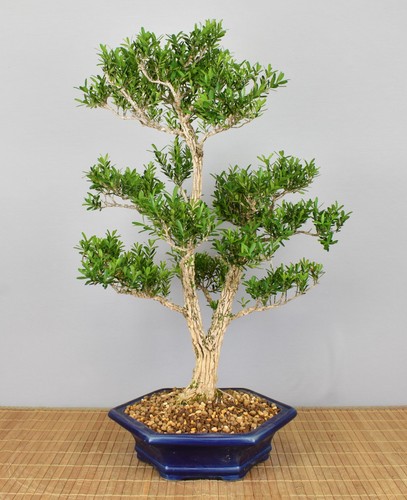 Bonsai indoor chinesischer - bonsai, indoor,