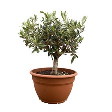 Olivenbaum bonsai - olivenbaum, 'bonsai'