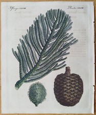 Australische Riesentanne