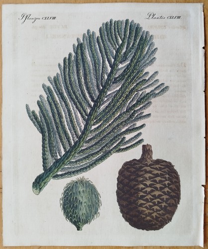 Australische riesentanne - australische,