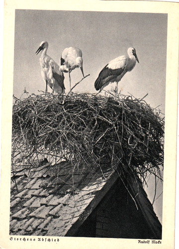 Storchennest 3 - gf, m-