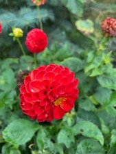 dahlien knollen, 3 versch.Sorten,