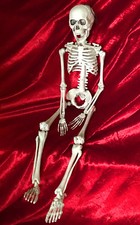 Skelett halloween anatomie - skelett, /