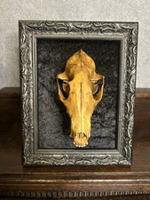 Wanddeko Fuchsschädel auf Bilderrahmen antiker Look  Vintage Gothic Kuriosität 