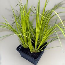 Wasserpflanzen Wolff Acorus gramineus 'Ogon' Kalmus 4er Set mit Pflanzkorb