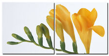 Wandbild 2er Set Freesie gelb Holzfaserplatte Fotodruck Blume 2 Bilder 50x50 cm