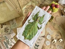 LARGEST of the world Phyllium