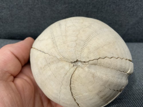 Fossil seeigel echinocorys - seeigel,