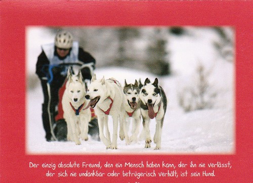 Postcard husky - **,