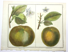 Äpfel, Rambour Franc, altkol