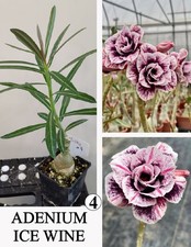 ADENIUM ICE WINE N4 WUSTENROSE