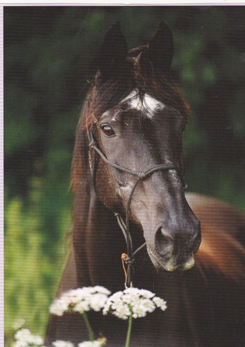 Pferd horse postcard - ,