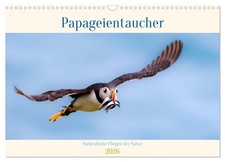 Papageientaucher - Farbenfrohe