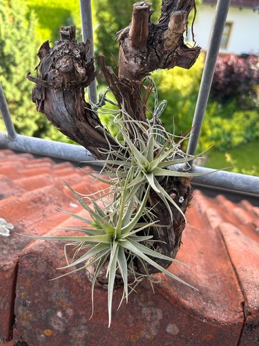 Tillandsia auf rebenholz - tillandsia,