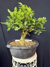 Pfaffenhütchen Bonsai