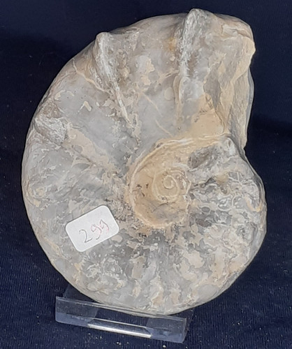 Ammonit ceratites spinosus - ceratites,