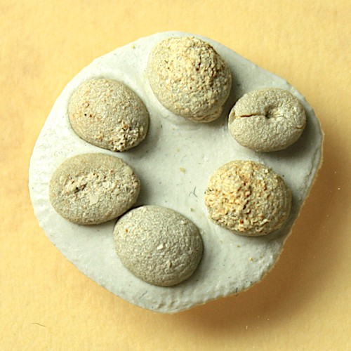 Fossile seeigel echinocyamus - 6,