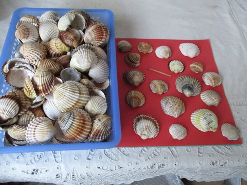 1kg schöne herzmuscheln - schöne,
