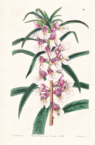Impatiens rosea balsam - impatiens,