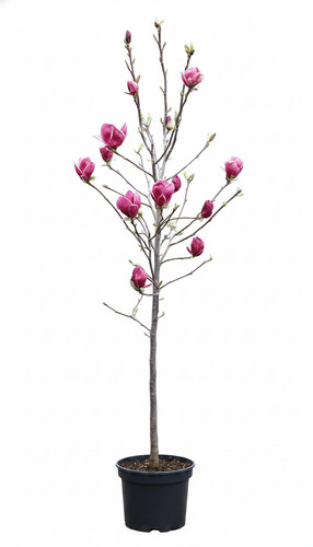 Magnolia soulangiana genie - magnolia,