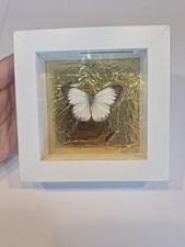 Präparierter Schmetterling Im