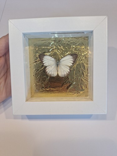 Präparierter schmetterling - schmetterling, im