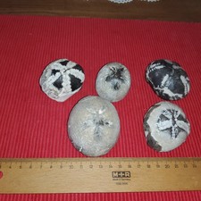 5  SEHR GROßE  SCHÖNE