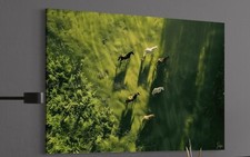 Pferde Leinwand Bild Weide