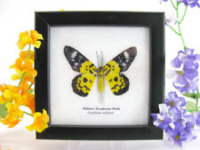 Military dysphania  - echter