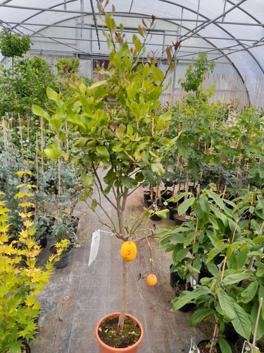 Citrus limon echte zitrone - citrus,