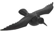 Rabe Taubenschreck Vogel