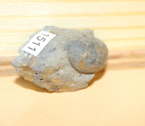 Octillaenus hisingeri