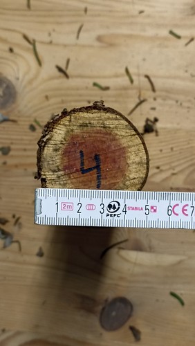 Eibe eibenholz stammabschnitt - eibenholz,