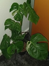 Monstera Deliciosa Variegata