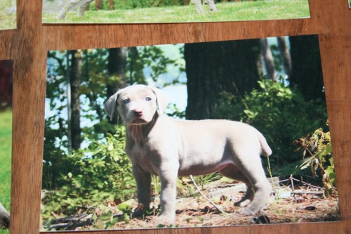 Hunde postkarte von poster - hunde,