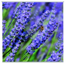 Outdoor Textilposter Lavendula