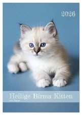 Heilige birma kitten - birma, kalender