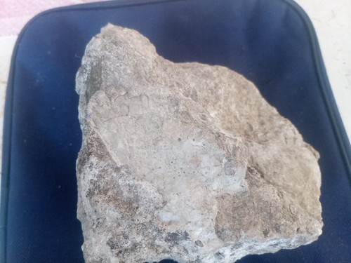 Fossilien versteinerungen - fossilien,