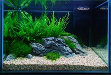 Tropica Layout Nr. 106 Guppy-Aquarium 57 L für Kinder by James Stan-Marshall