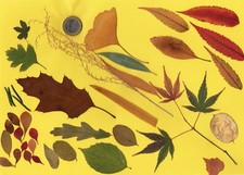 Herbarium getrocknete
