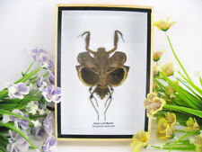 Gottesanbeterin - Dead Leaf