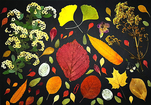 Herbarium gepresste