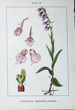 Original alter antiker Druck