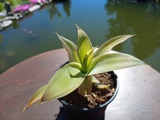 Agave attenuata - agave,