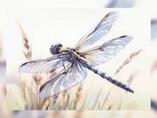 Libelle auf Aussaatgras, 5" x