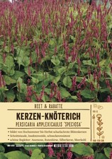 Persicaria ,amplexicaule