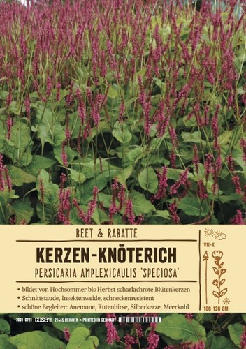 Persicaria amplexicaule - persicaria, ,amplexicaule